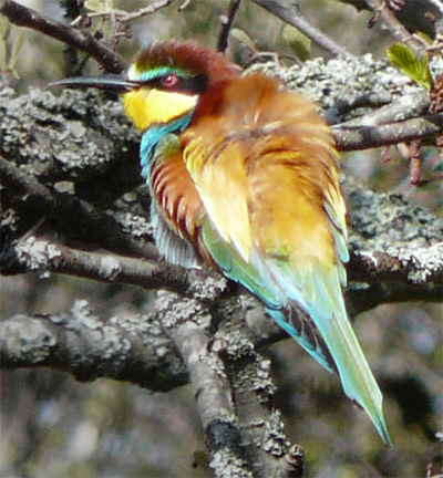 bee-eater Svartlöga